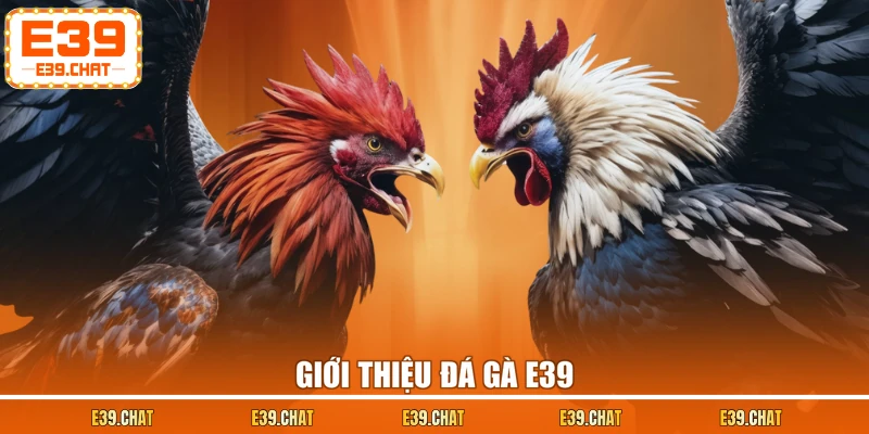 Giới thiệu đá gà E39